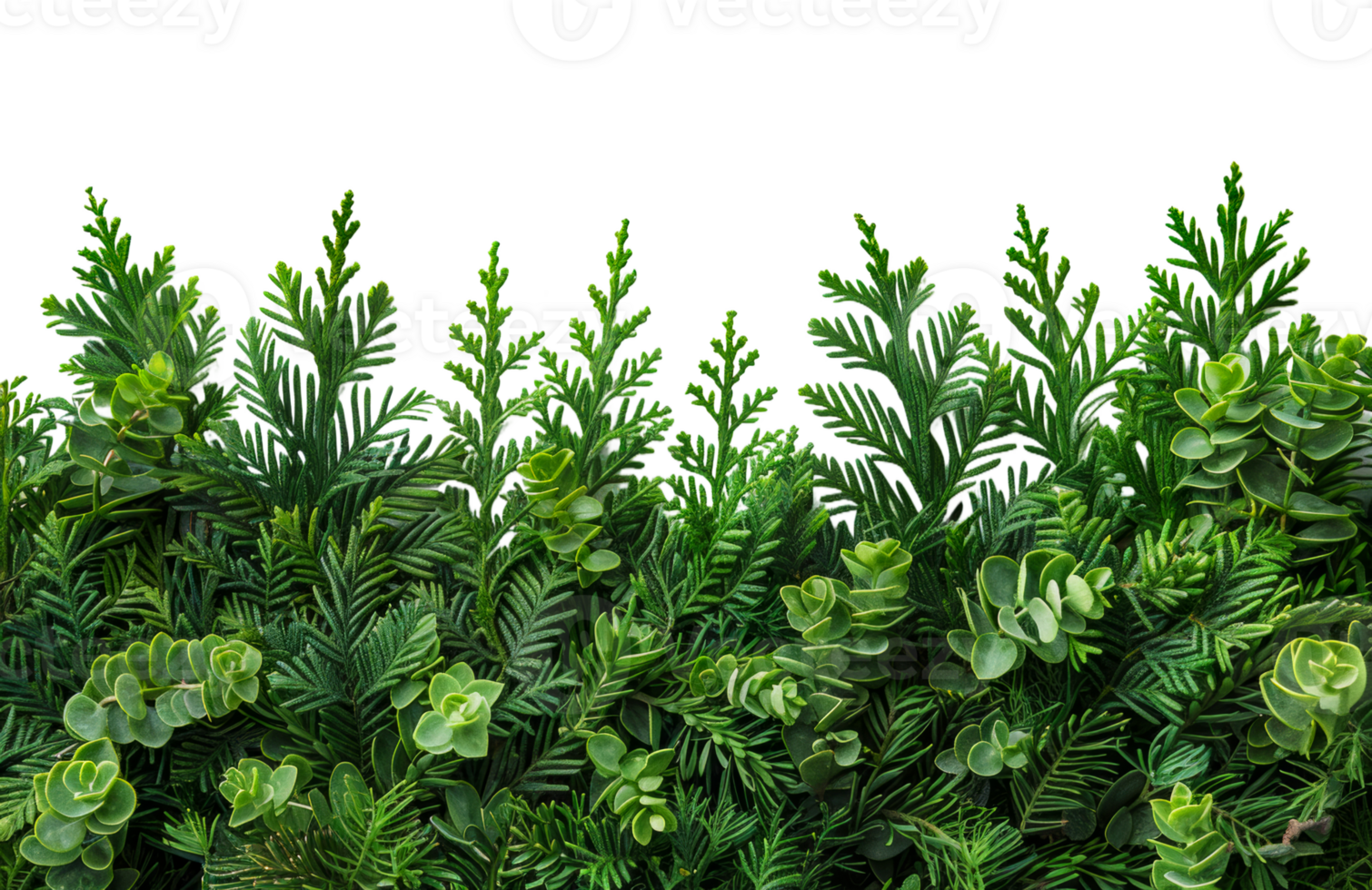 Lush greenery foliage, cut out - stock .. png