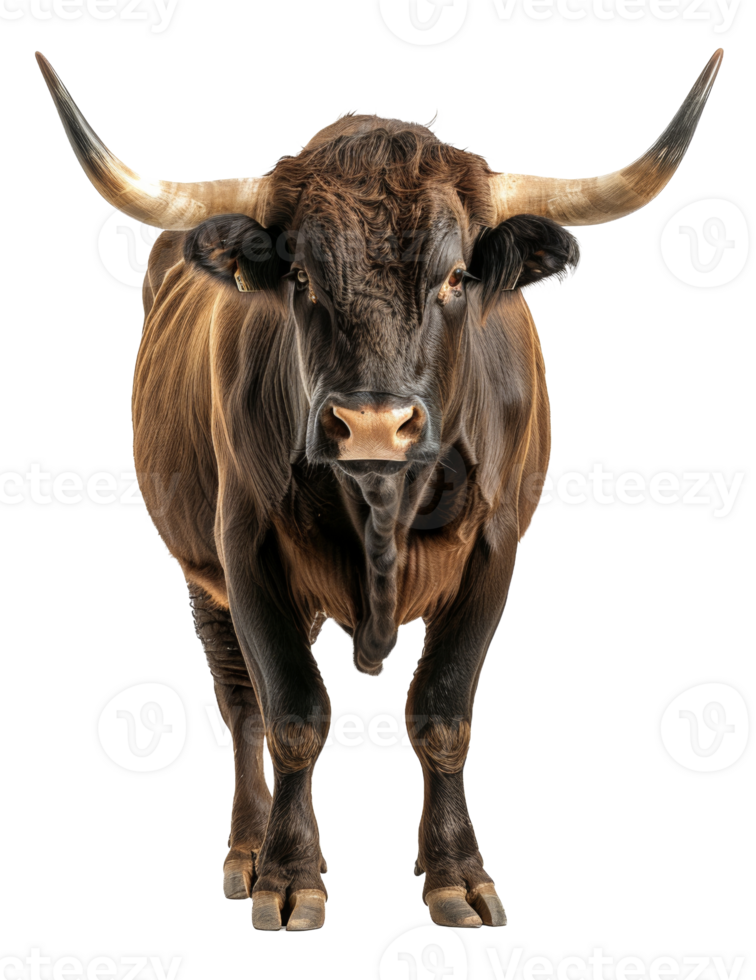 Majestic brown bull with long horns facing forward on transparent background - stock .. png