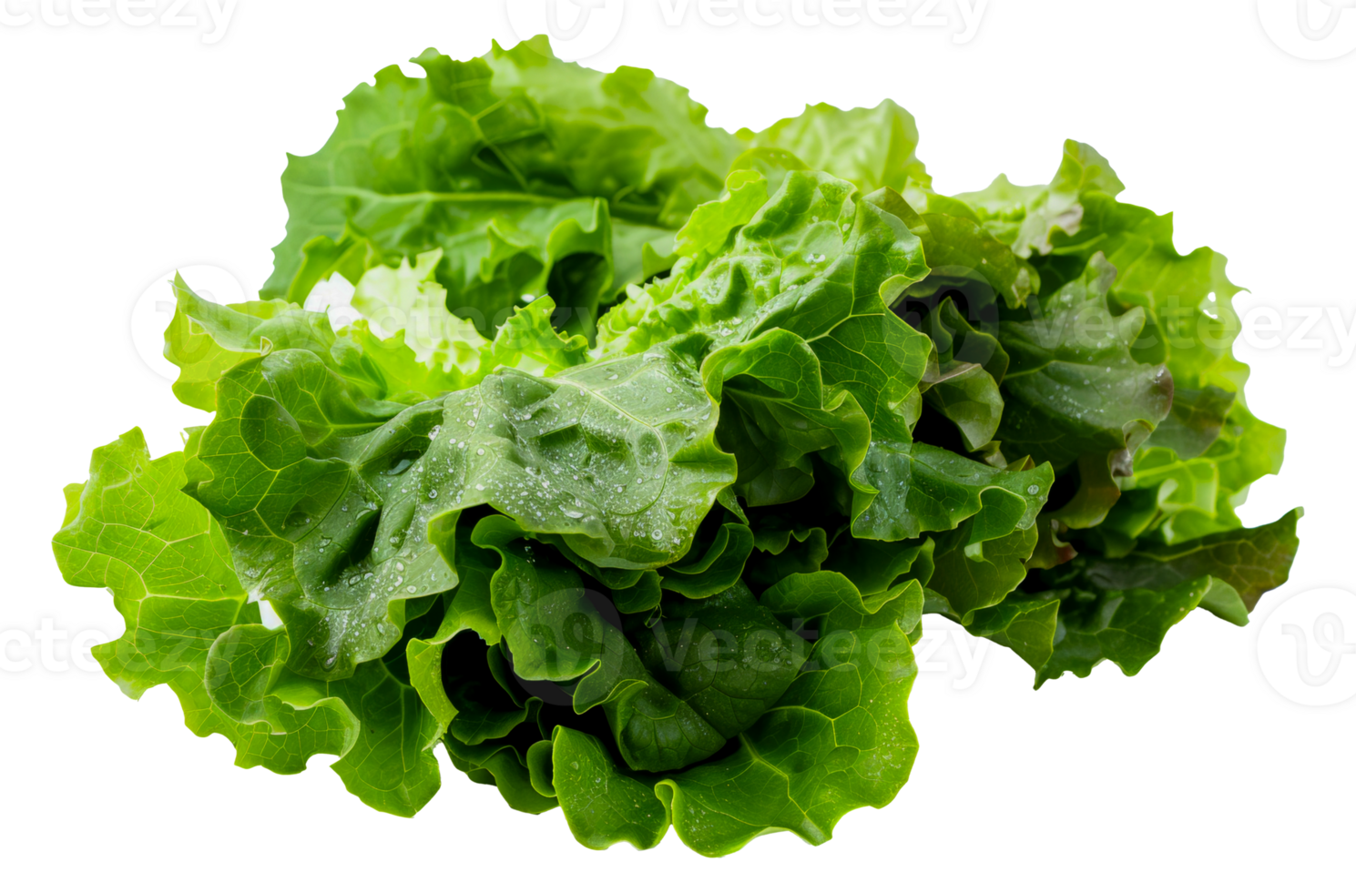 A bunch of fresh green lettuce leaves - stock .. png