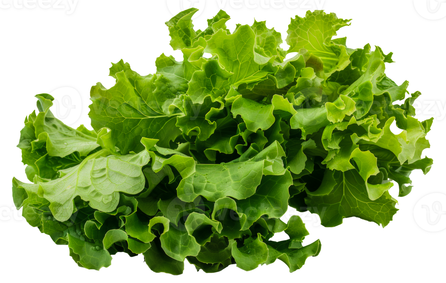 A bunch of fresh green lettuce leaves - stock .. png