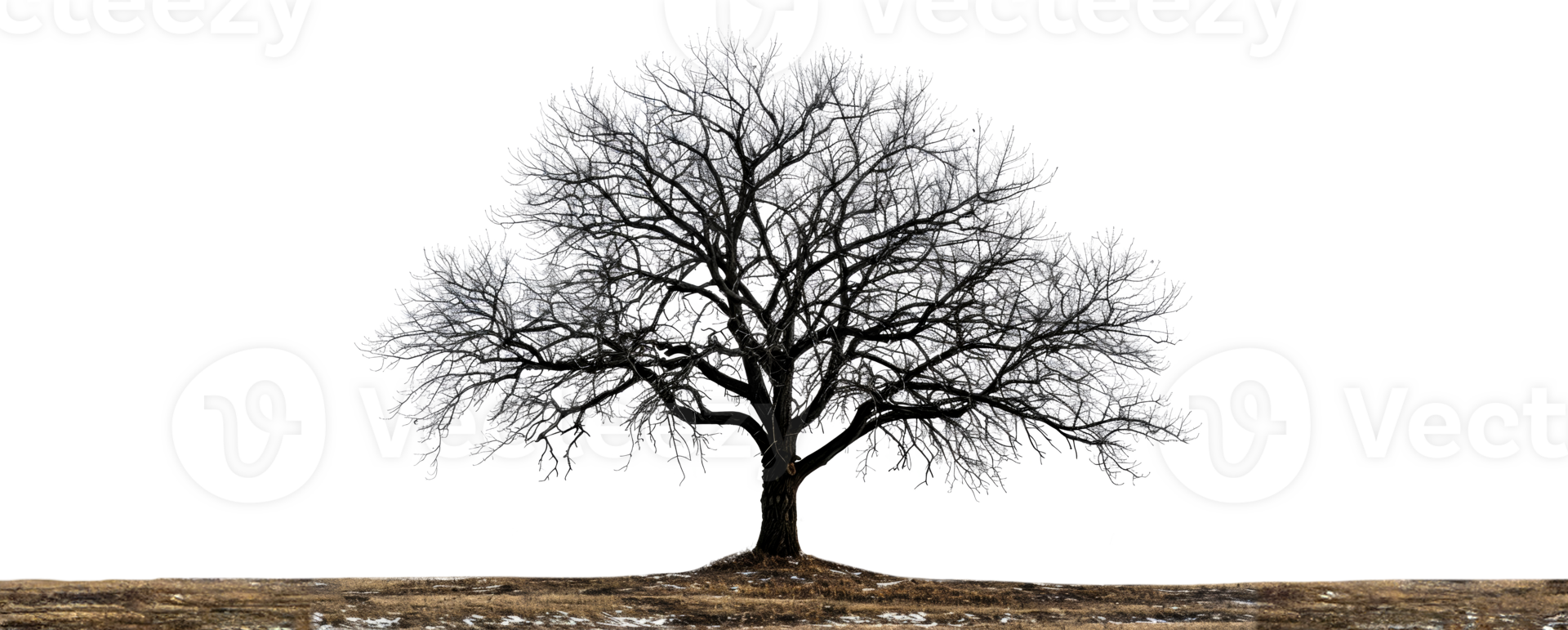 Majestic tree silhouette, cut out - stock .. png