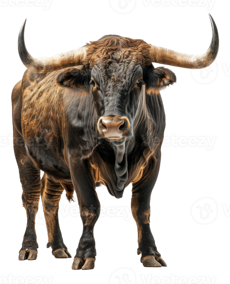 Majestic brown bull with long horns facing forward on transparent background - stock .. png