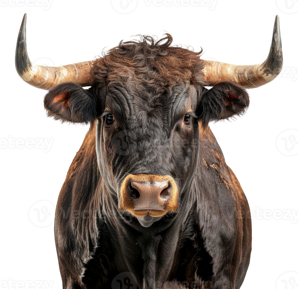 Majestic brown bull with long horns facing forward on transparent background - stock .. png