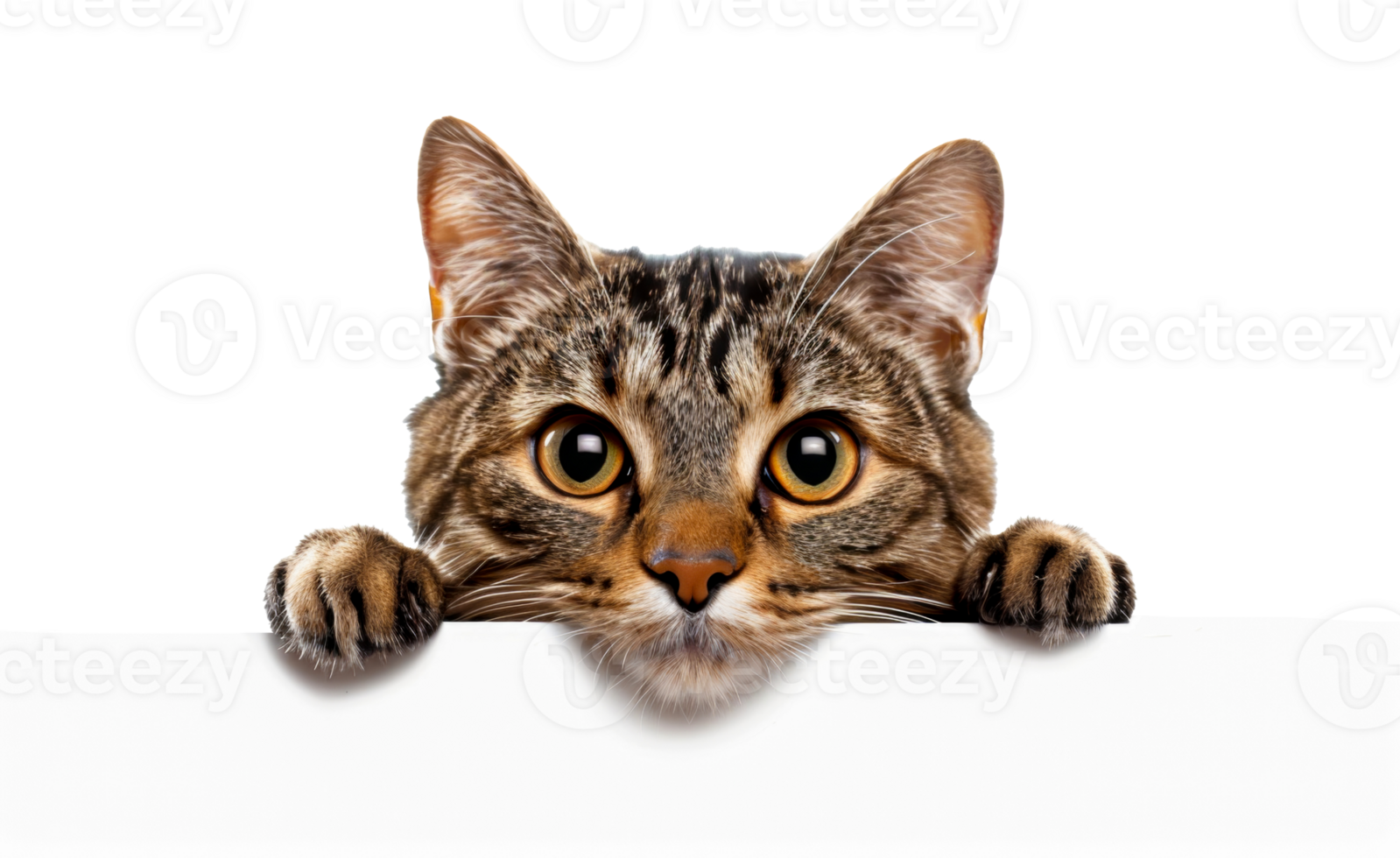 A cat is looking at the camera from behind a white board - stock .. png