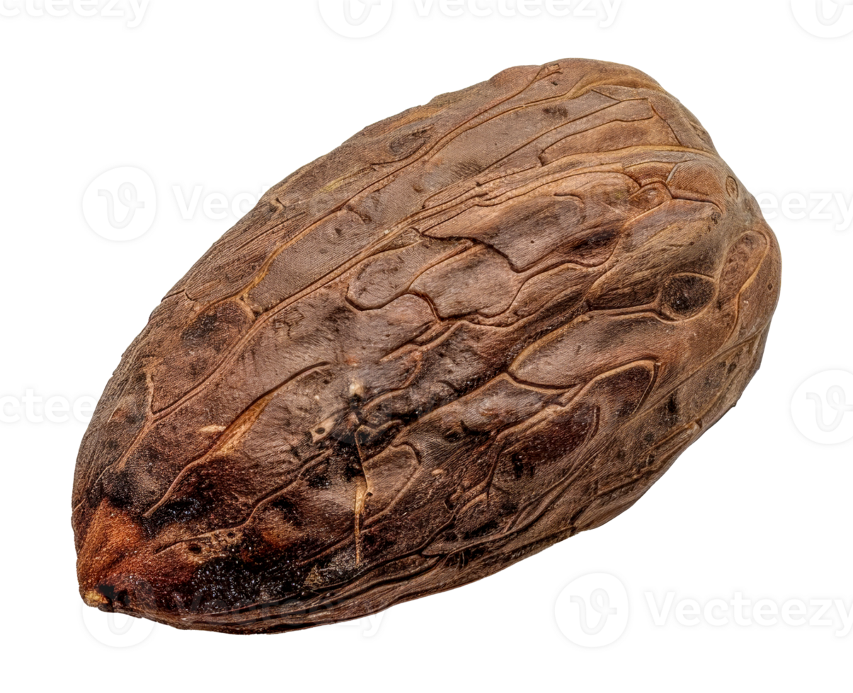 A large brown nut with a rough surface - stock .. png