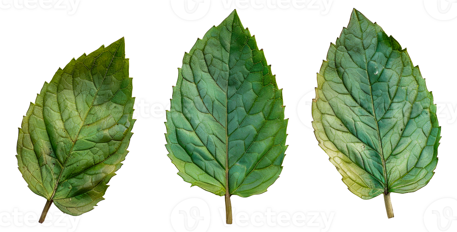 Three green leaves are shown in a row - stock .. png