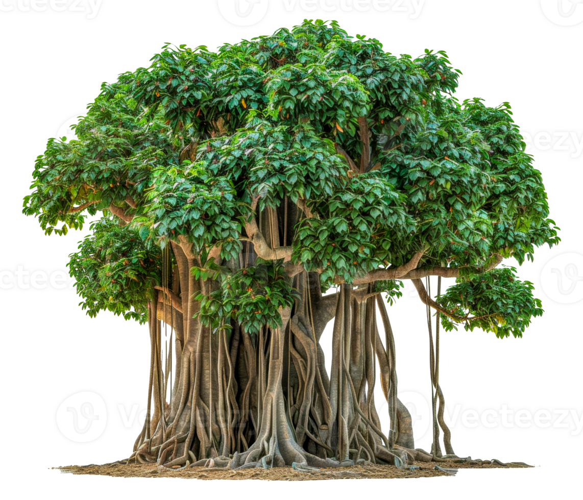 A large tree with many branches and roots - stock .. png