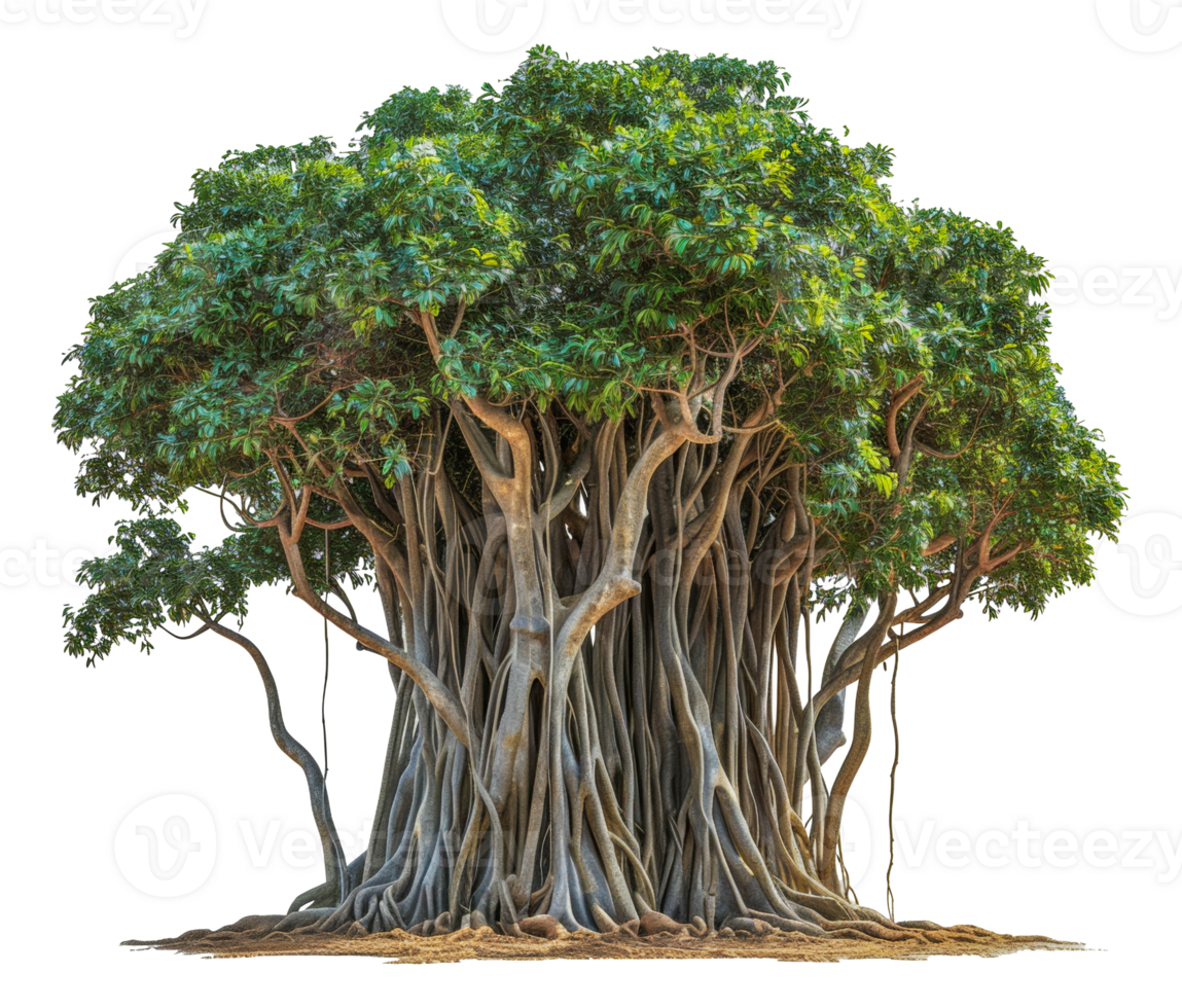 A large tree with many branches and leaves - stock .. png