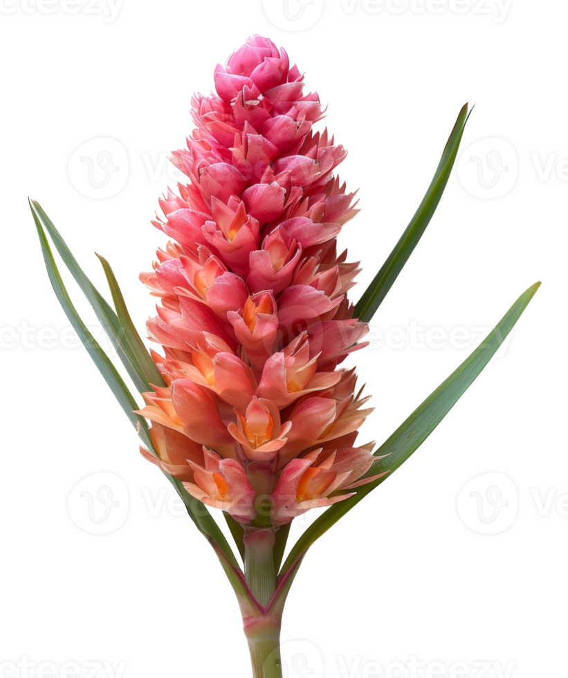 Red ginger flowers with green foliage on transparent background - stock .. png
