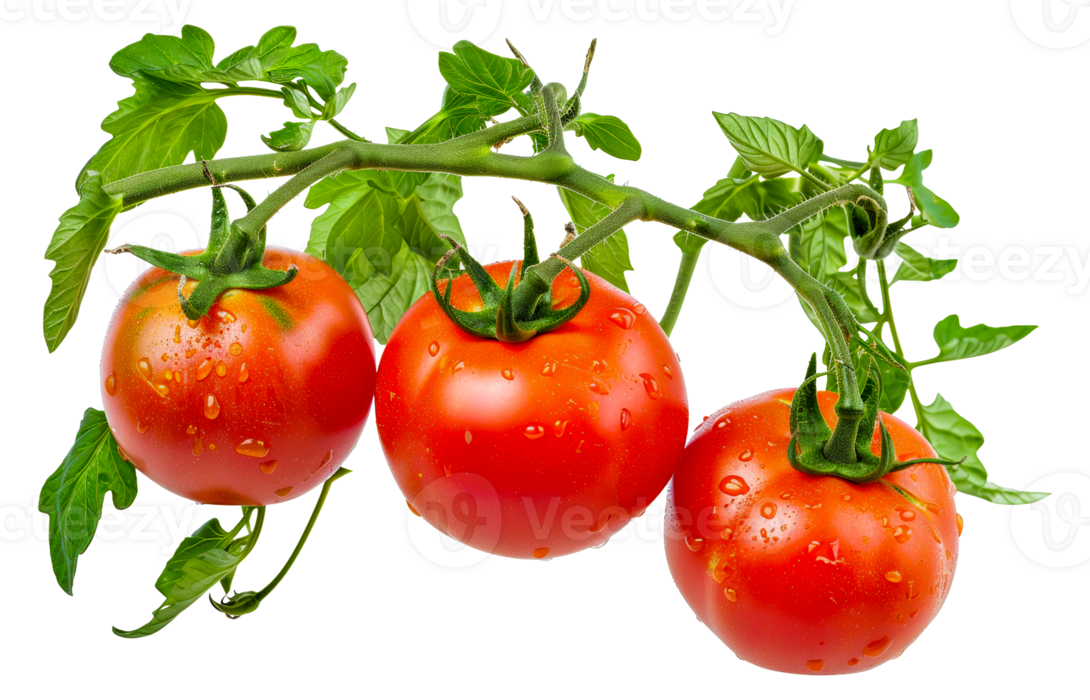 Three ripe red tomatoes hanging from a vine - stock . png