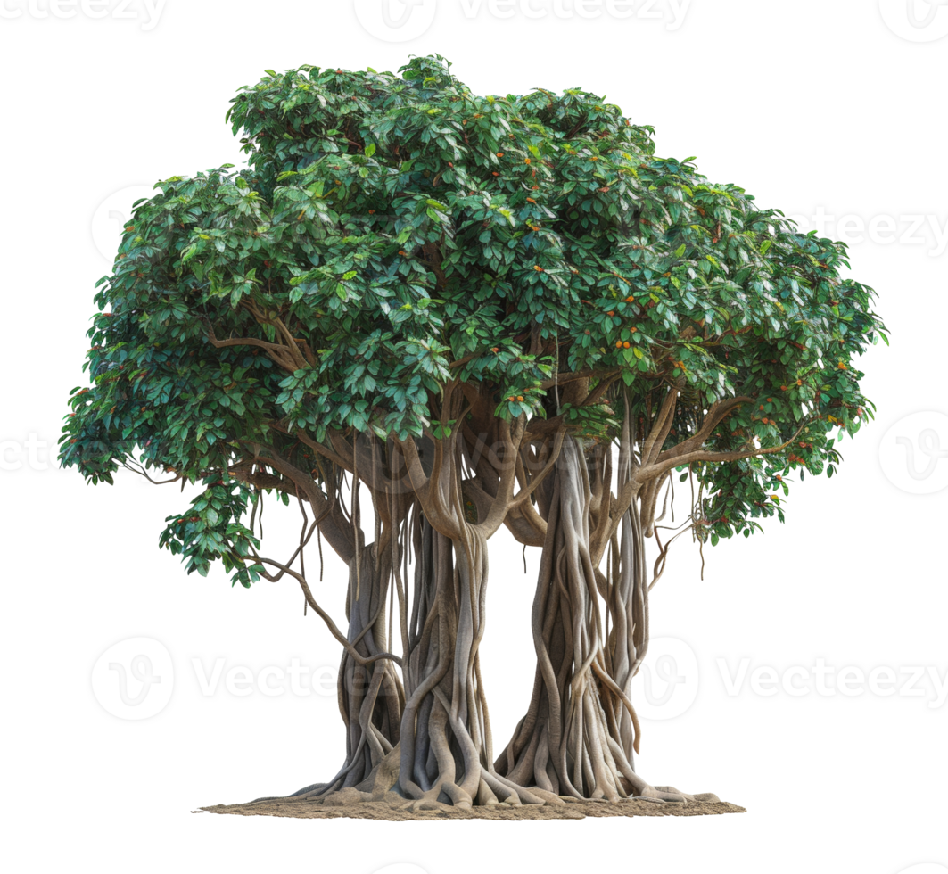 A large tree with many branches and roots - stock .. png