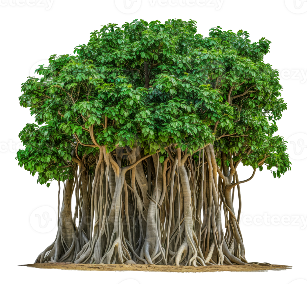 A large tree with many branches and leaves - stock .. png