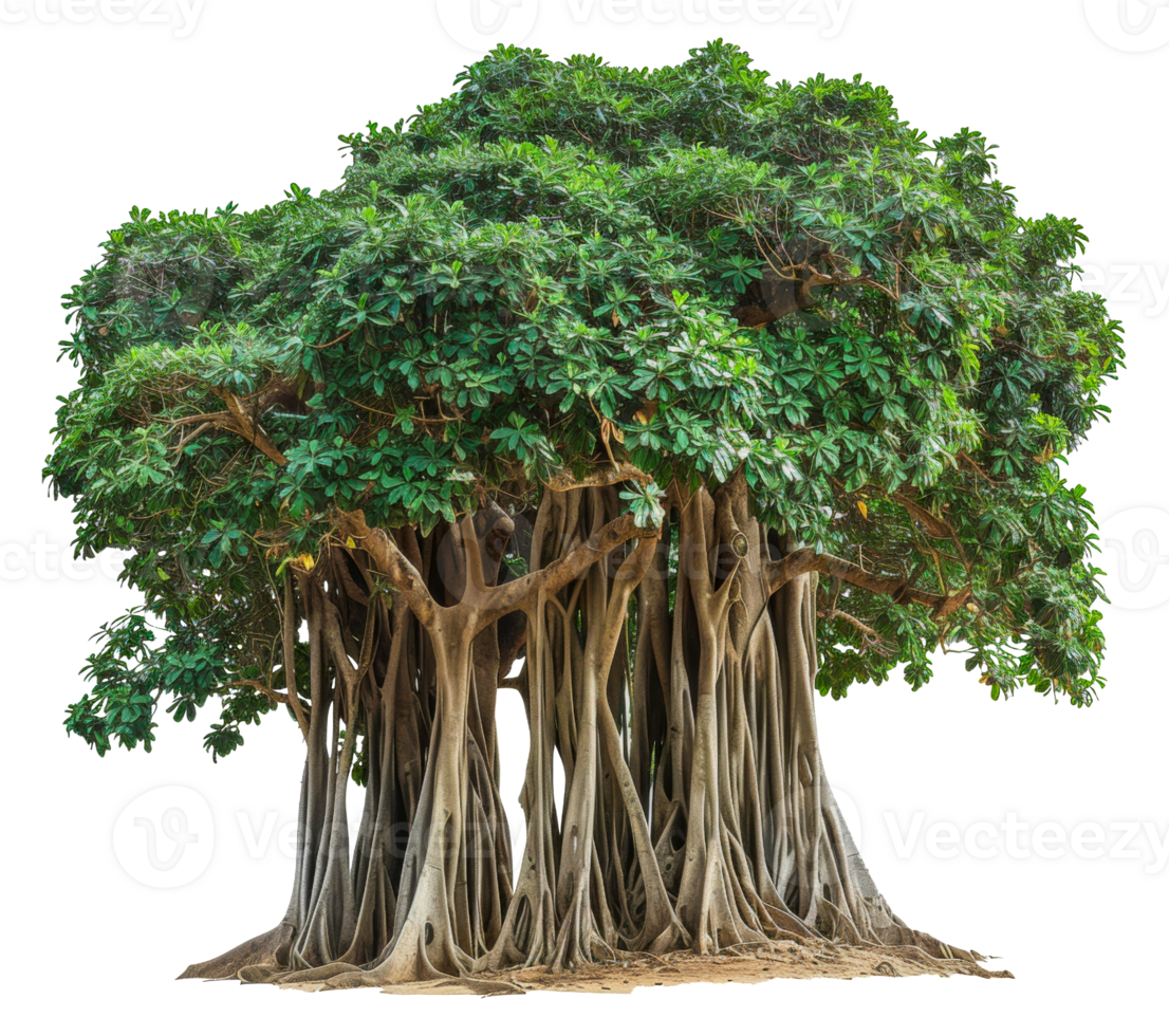 A large tree with many branches and roots - stock .. png