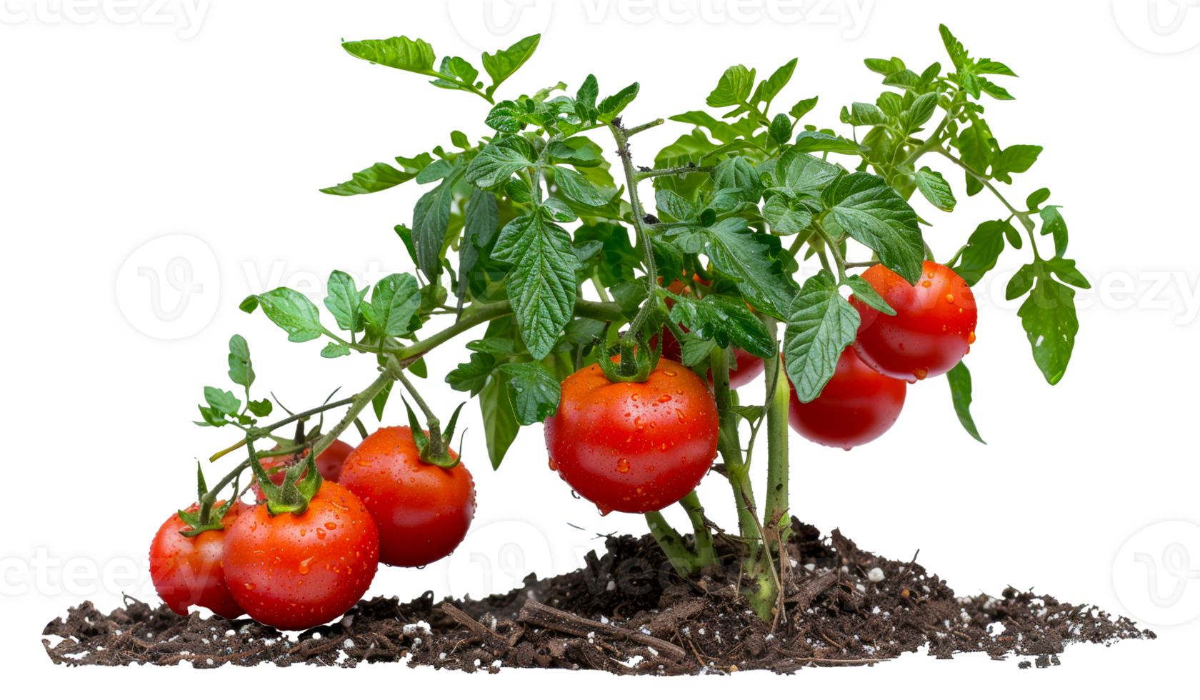 A small plant with red tomatoes growing on it - stock .. png