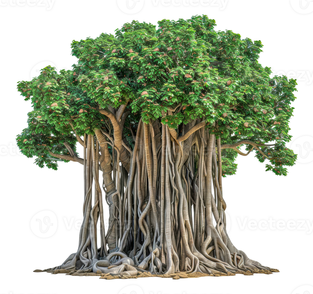 A large tree with many branches and roots - stock .. png