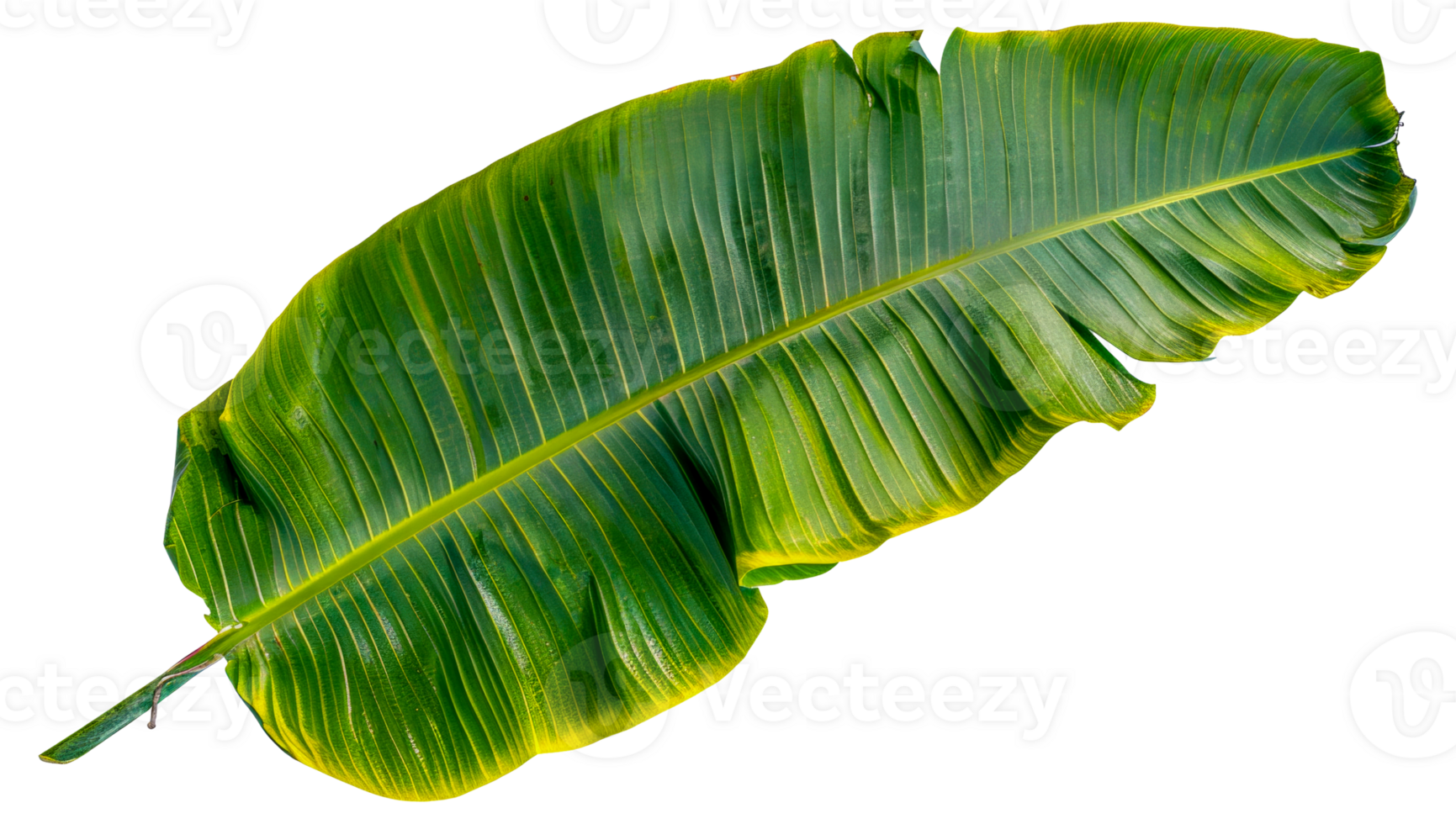 A leafy green plant with a yellowish tint - stock .. png
