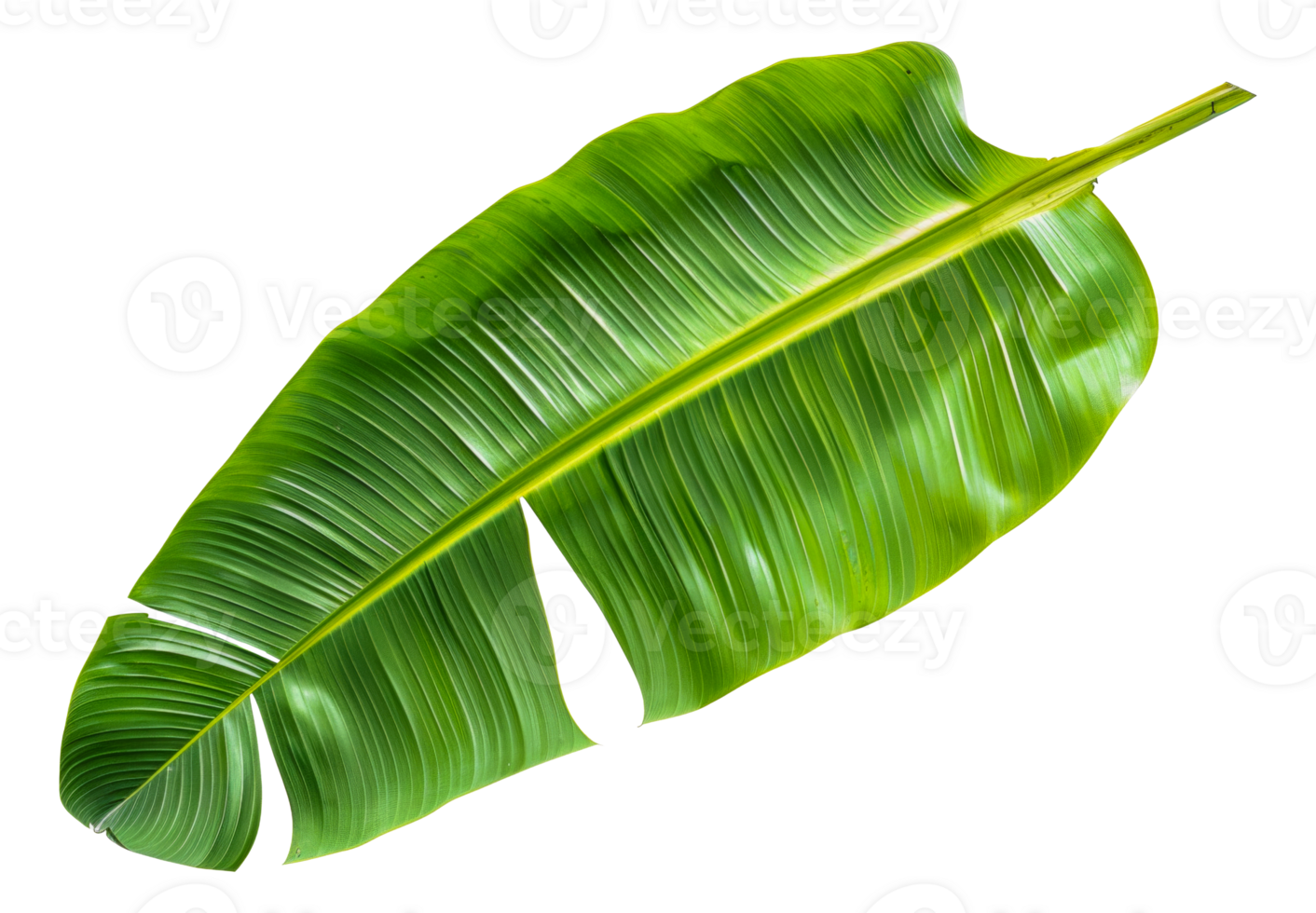 A green leafy plant with a long stem - stock .. png