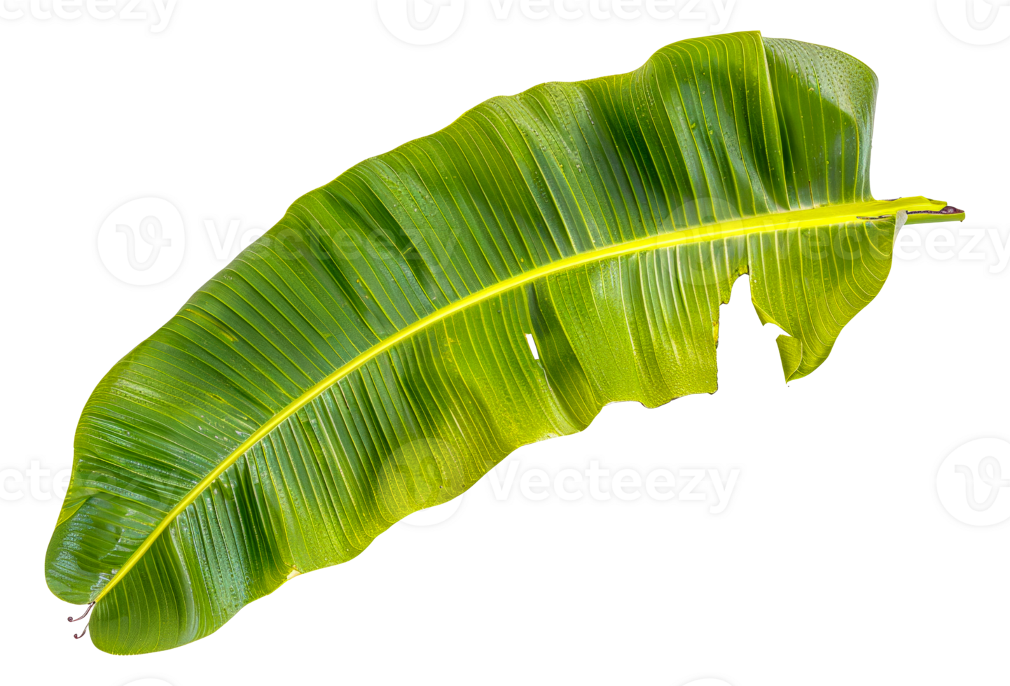A leafy green banana leaf is shown in its natural state - stock .. png