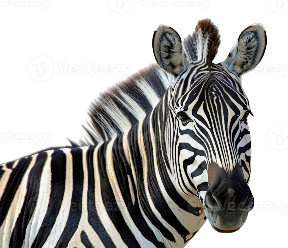 A zebra is looking at the camera with its head tilted - stock .. png