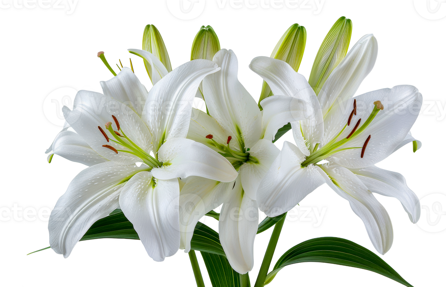 White lily flowers, cut out - stock .. png