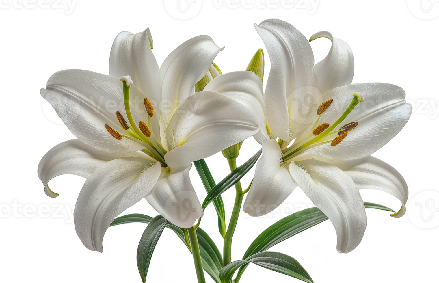 Lilyページ Sweet Sugar - LxA Hybrid Lilies | Onings America