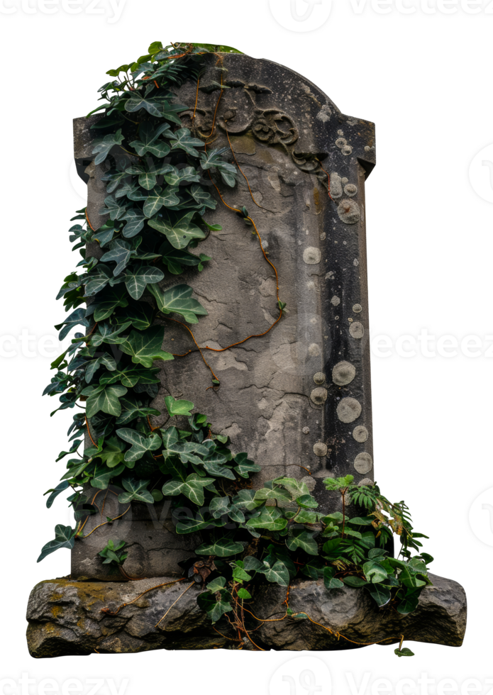 Ancient gravestone covered in ivy, cut out - stock .. png