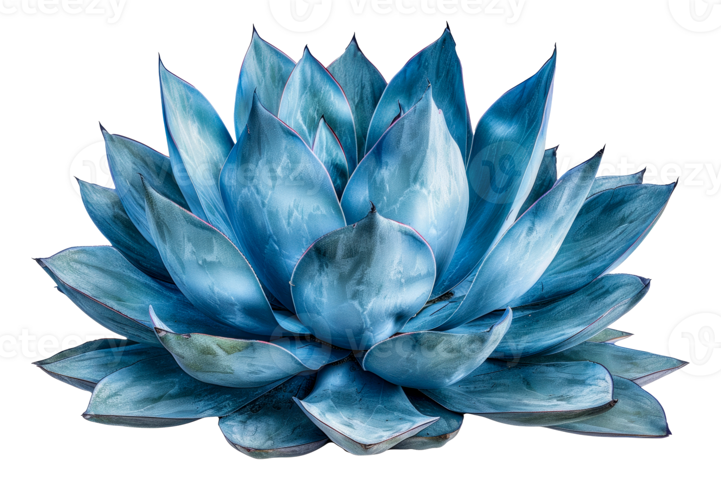 Stunning blue agave plant, cut out - stock . png