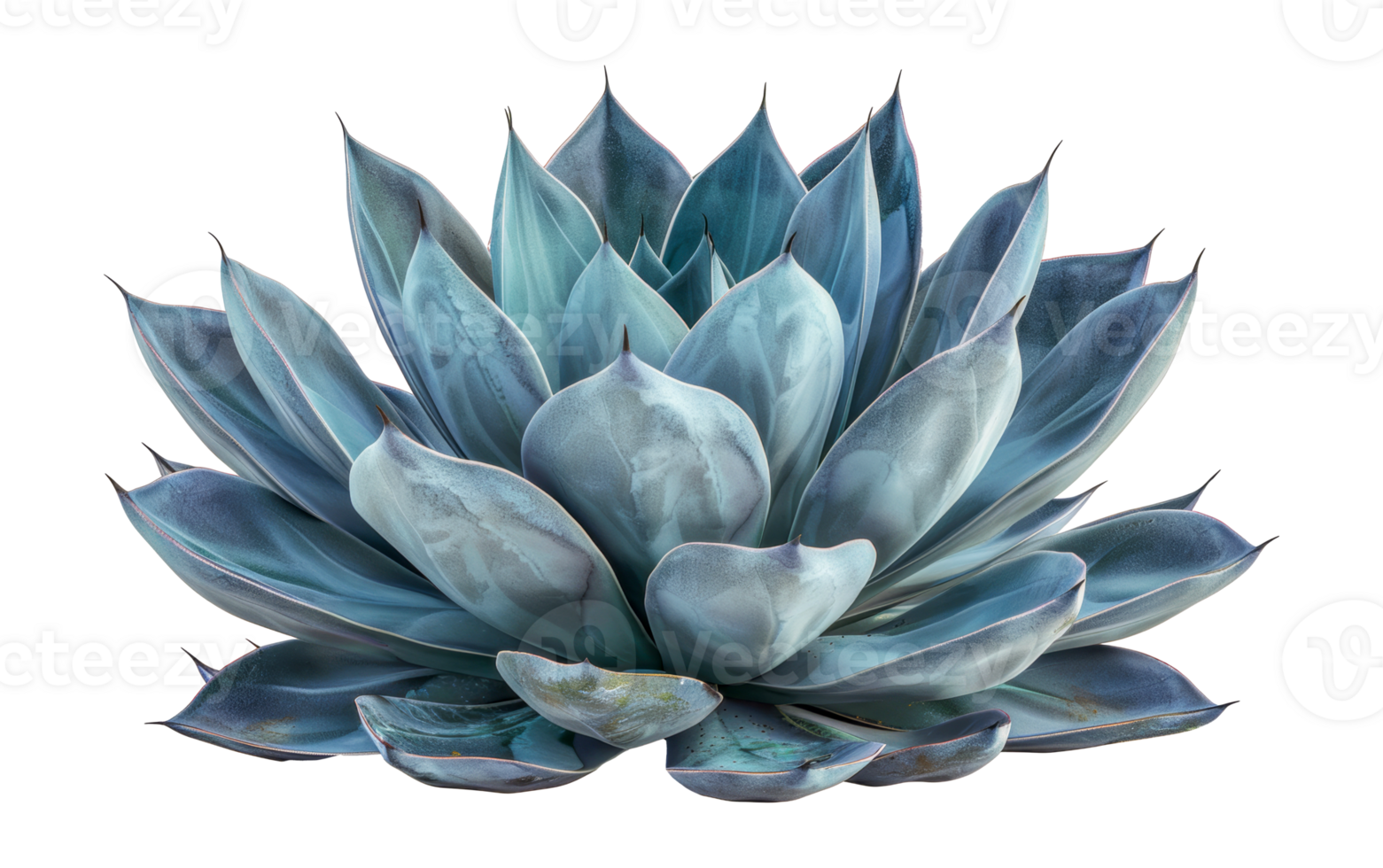 Stunning blue agave plant, cut out - stock . png