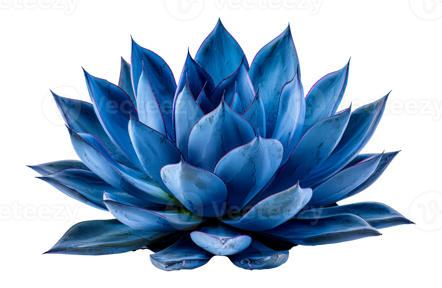 Stunning blue agave plant, cut out - stock . png