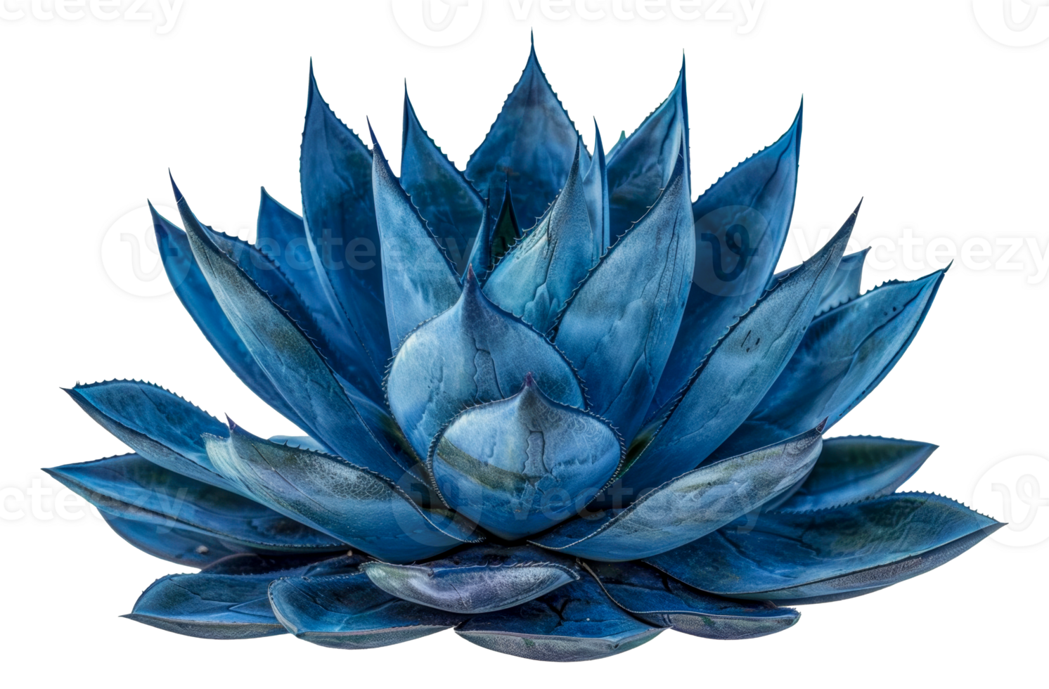 Stunning blue agave plant, cut out - stock . png