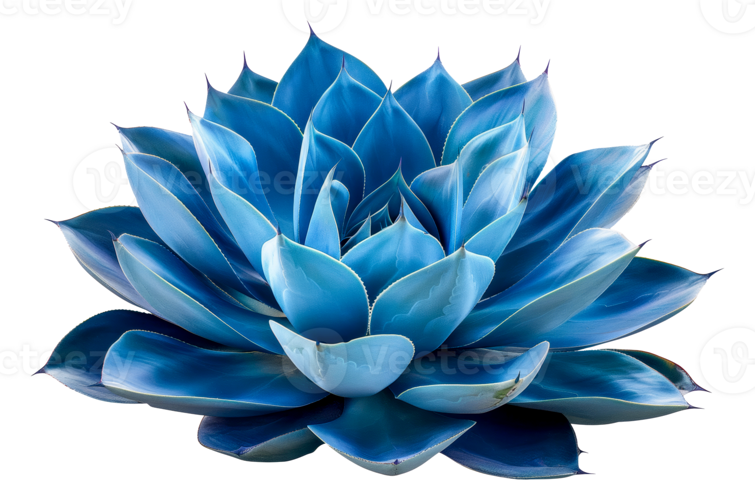 Stunning blue agave plant, cut out - stock . png