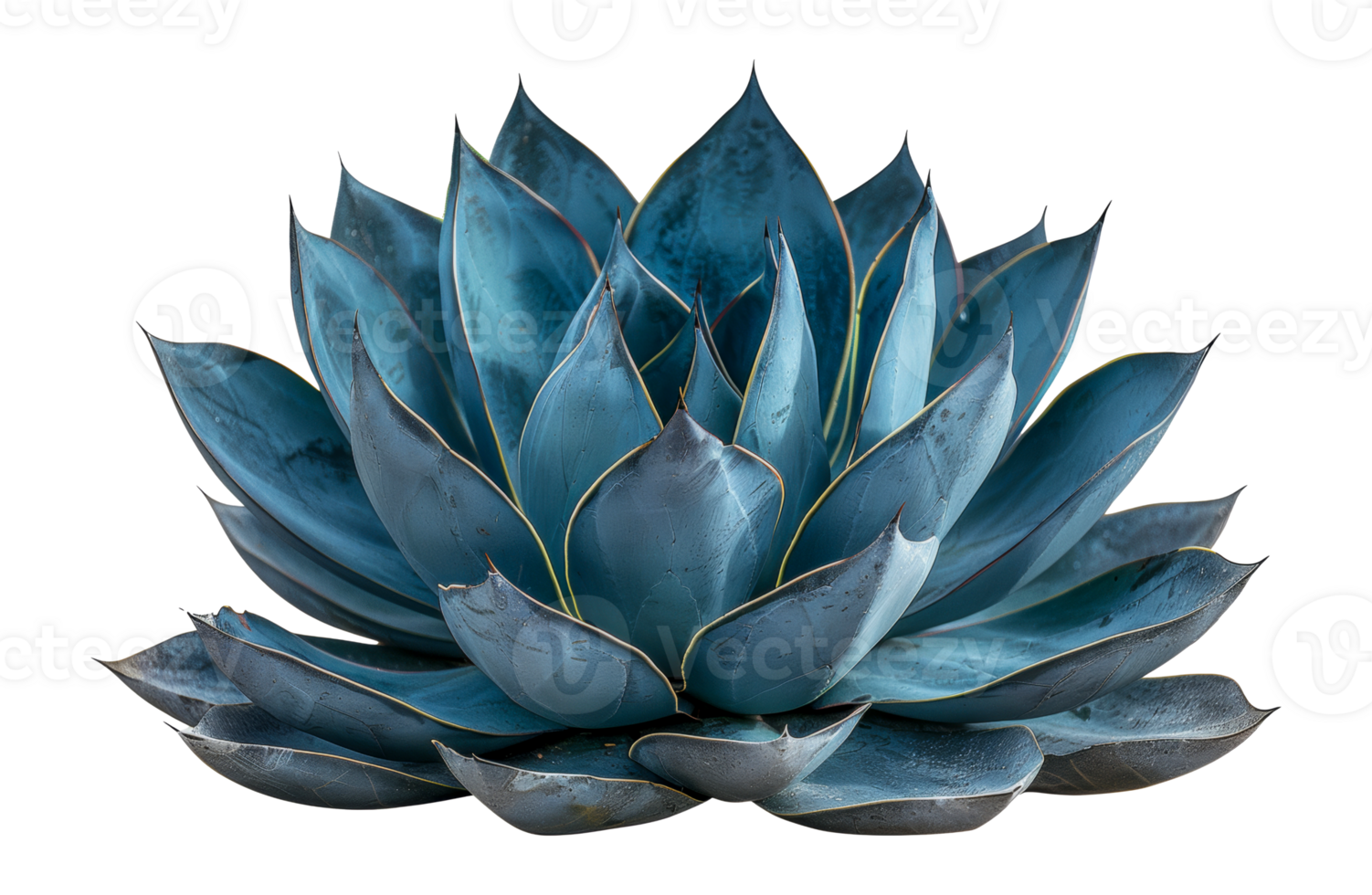 Stunning blue agave plant, cut out - stock . png