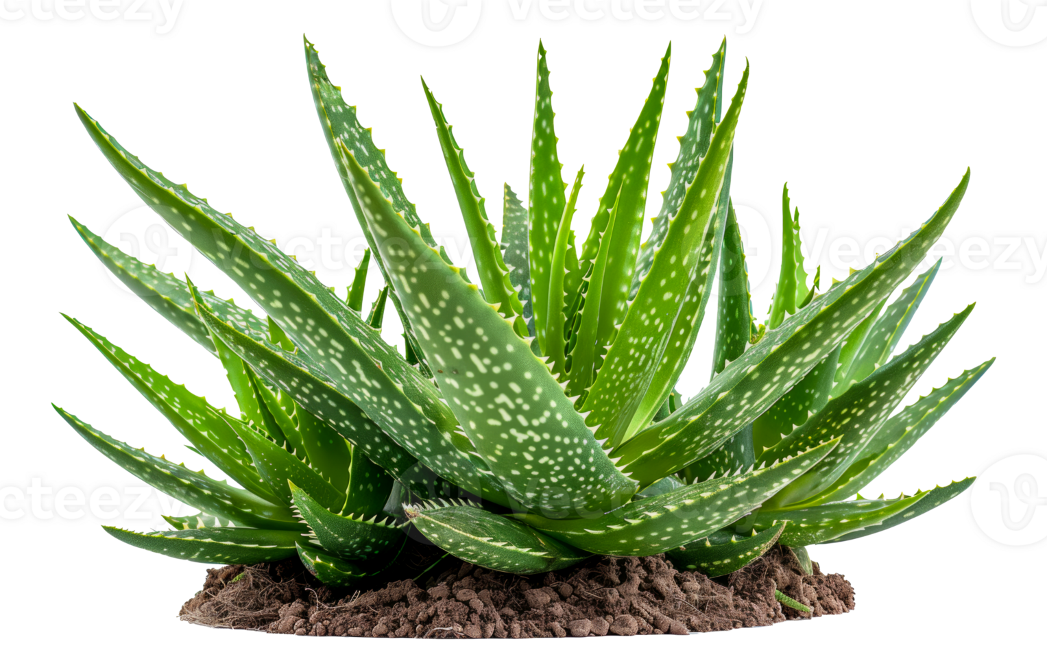 Aloe vera plant in natural soil, cut out - stock . png