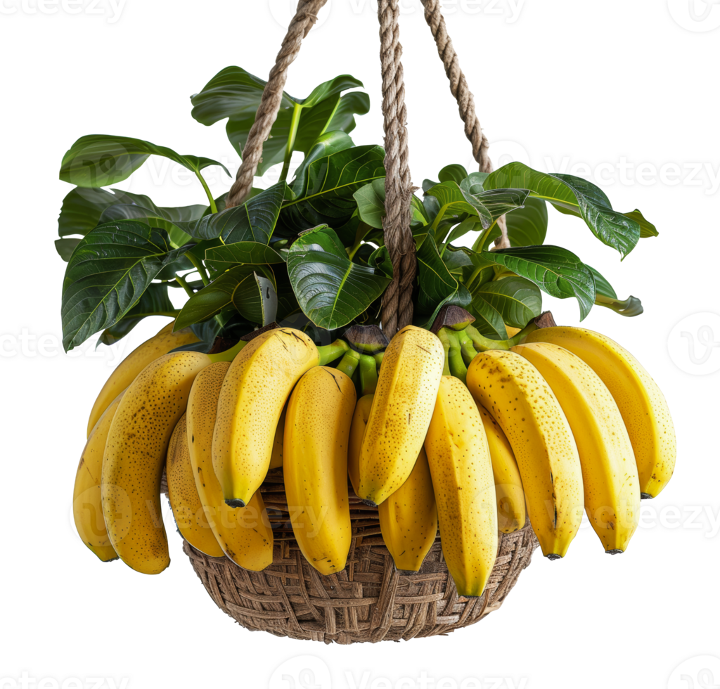 Hanging ripe bananas in a bamboo basket with green leaves, cut out - stock . png