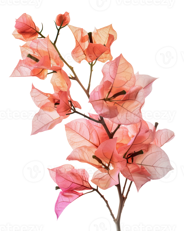 Vibrant pink bougainvillea flowers, cut out - stock .. png
