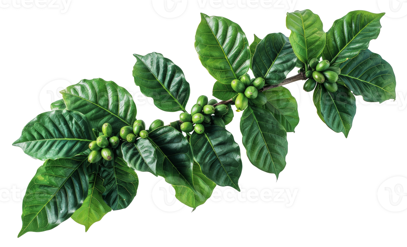 Green coffee plant leaves with berries, cut out - stock .. png