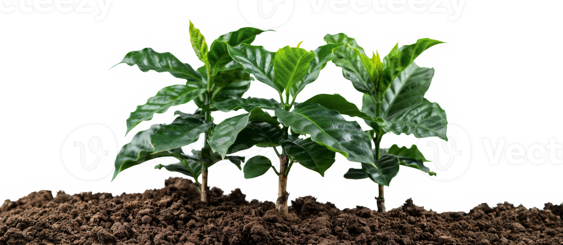 Green coffee plant leaves, cut out - stock .. png