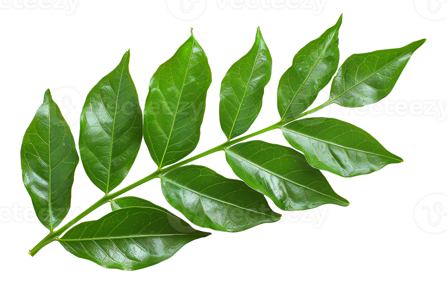 Fresh green leaves with water droplets, cut out - stock . png