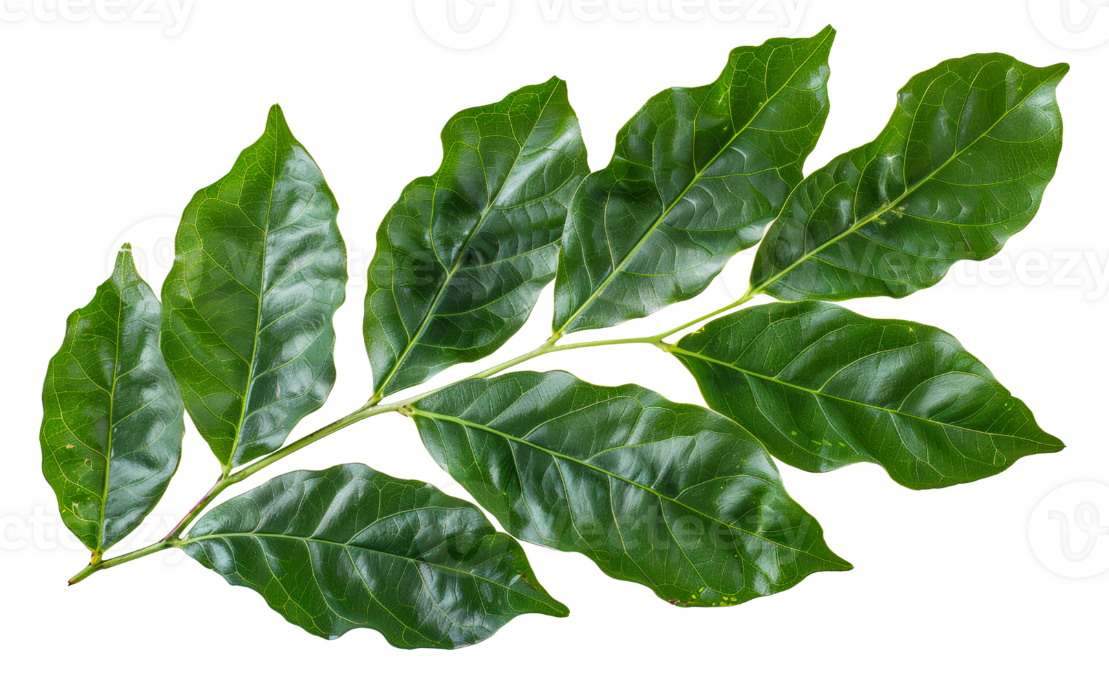 Fresh green leaves with water droplets, cut out - stock . png