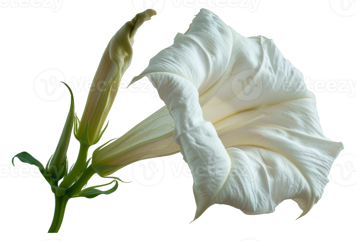 Elegant white datura flower with leaves, cut out - stock . png
