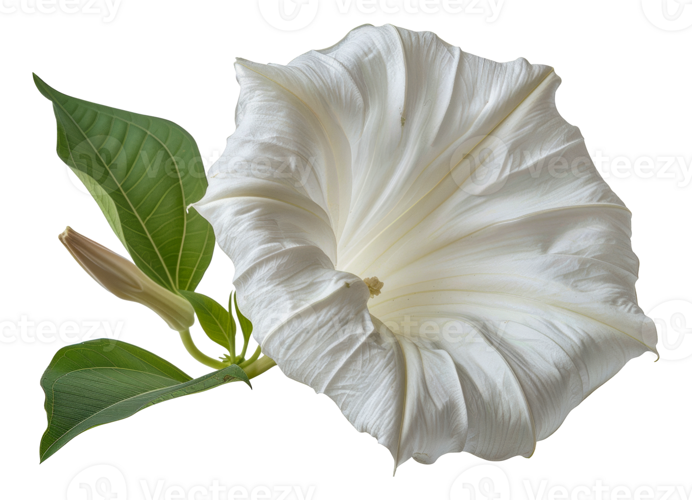 Elegant white datura flower with leaves, cut out - stock . png