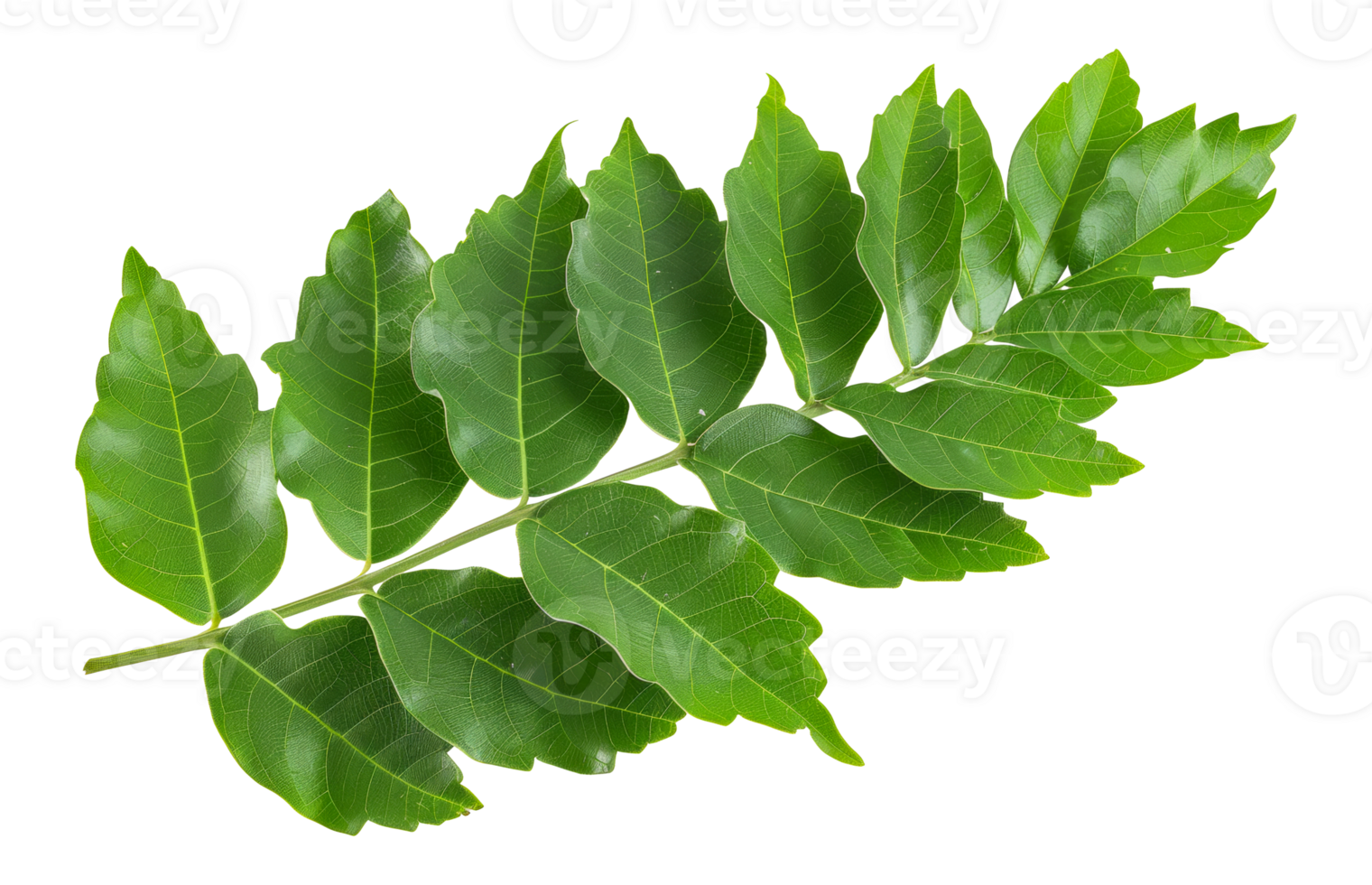 Fresh green leaves with water droplets, cut out - stock . png