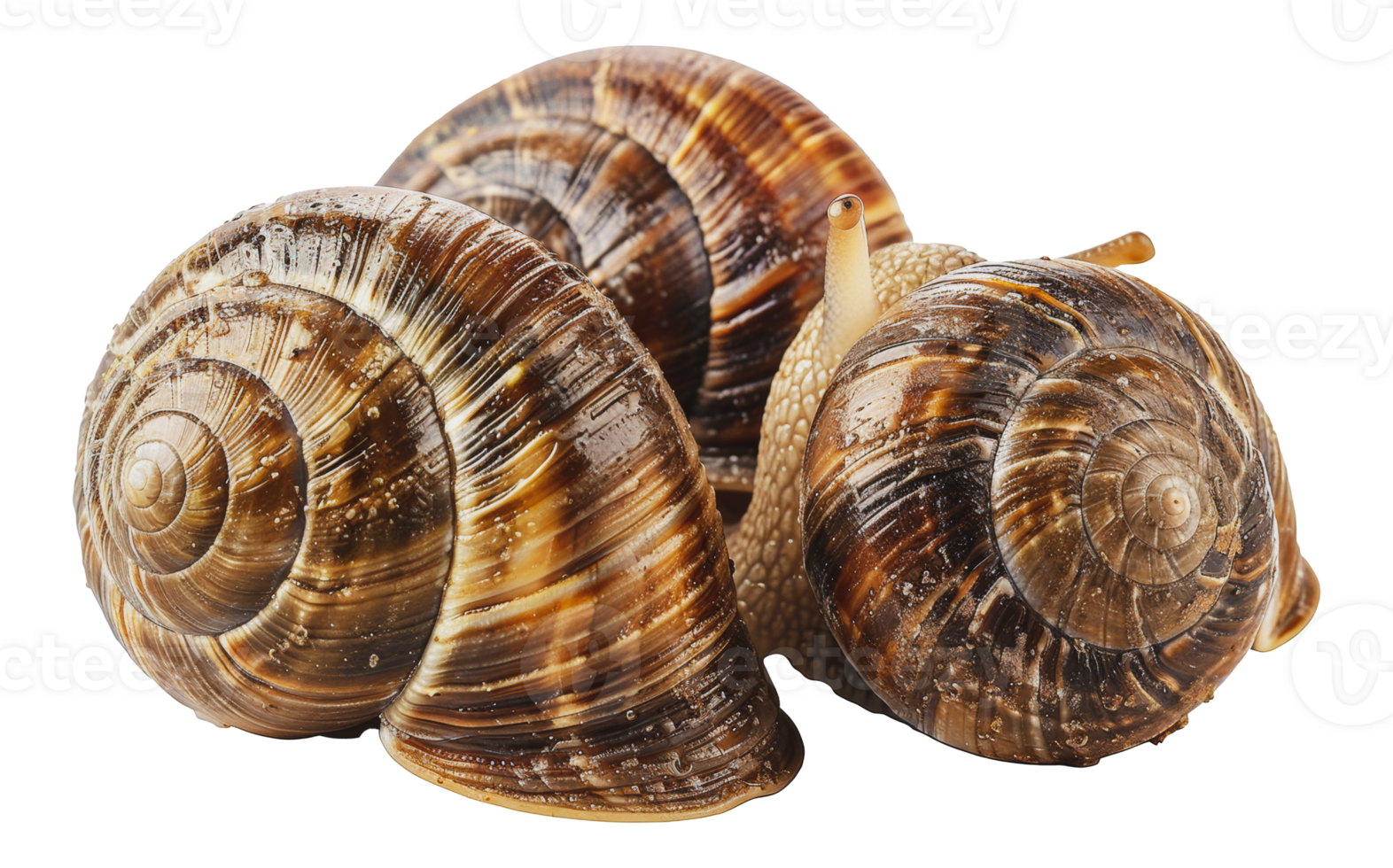 Group of garden snails showing diverse shell patterns, cut out - stock . png
