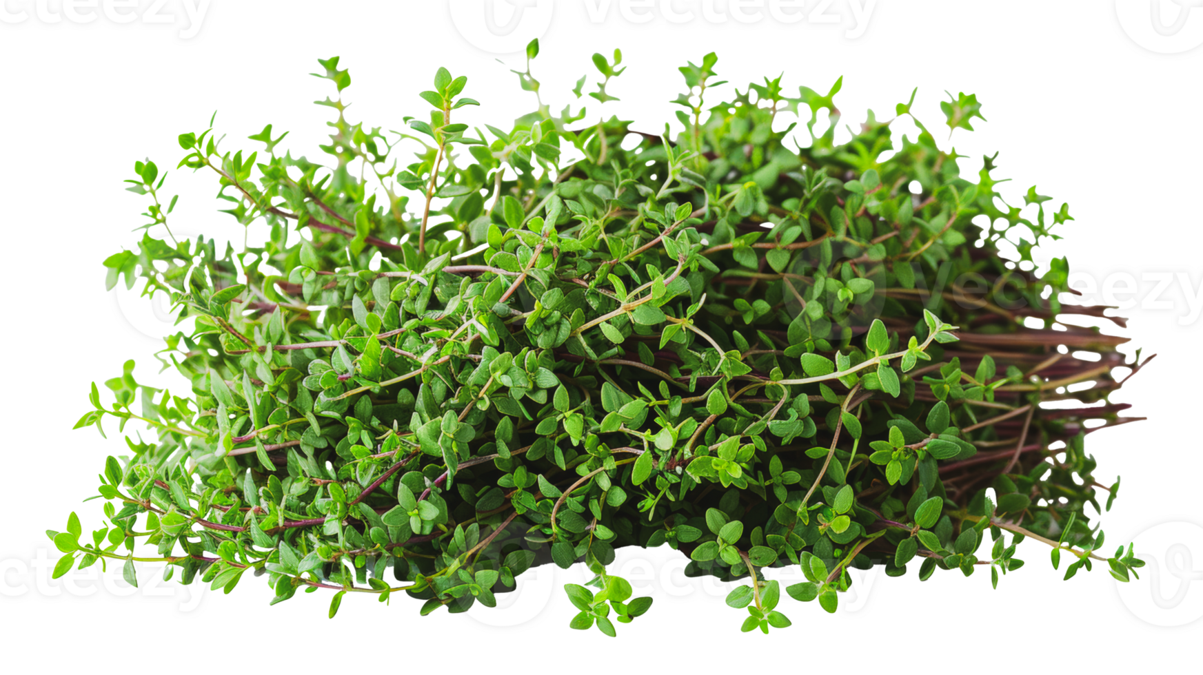 Dense thyme herb green plant, cut out - stock .. png