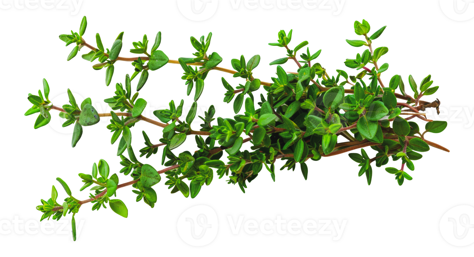 Sprawling oregano herb plant, cut out - stock .. png