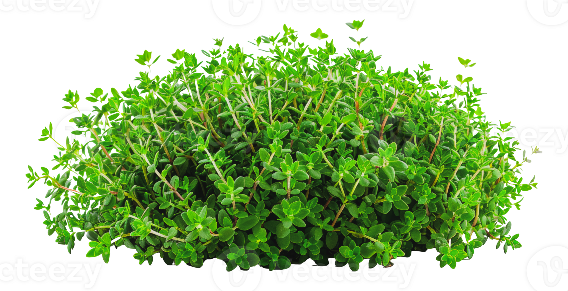Dense thyme herb green plant, cut out - stock .. png