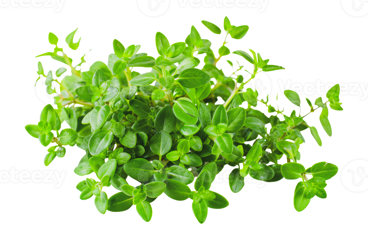 Dense thyme herb green plant, cut out - stock .. png