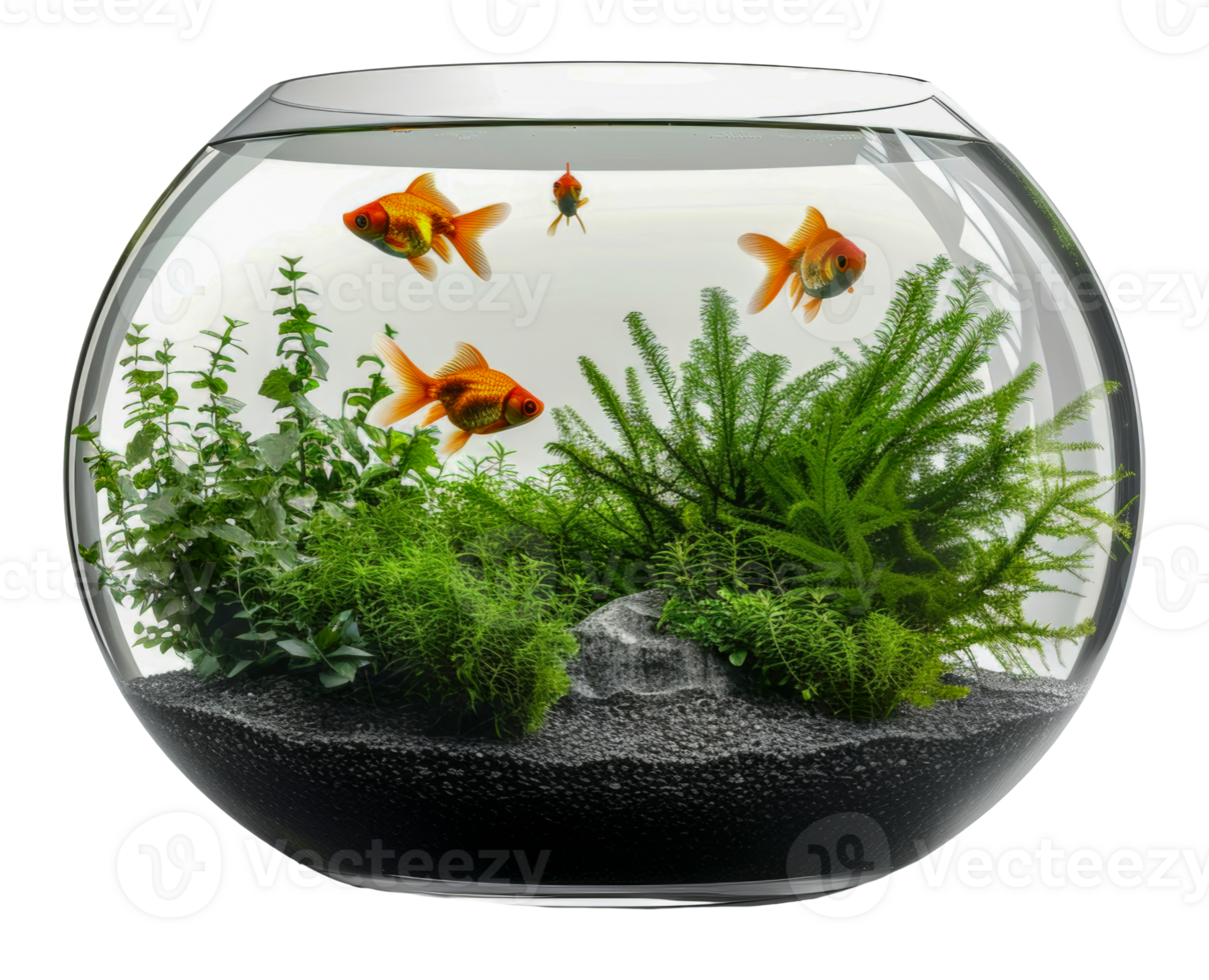 Goldfish swimming in lush planted aquarium, cut out - stock .. png