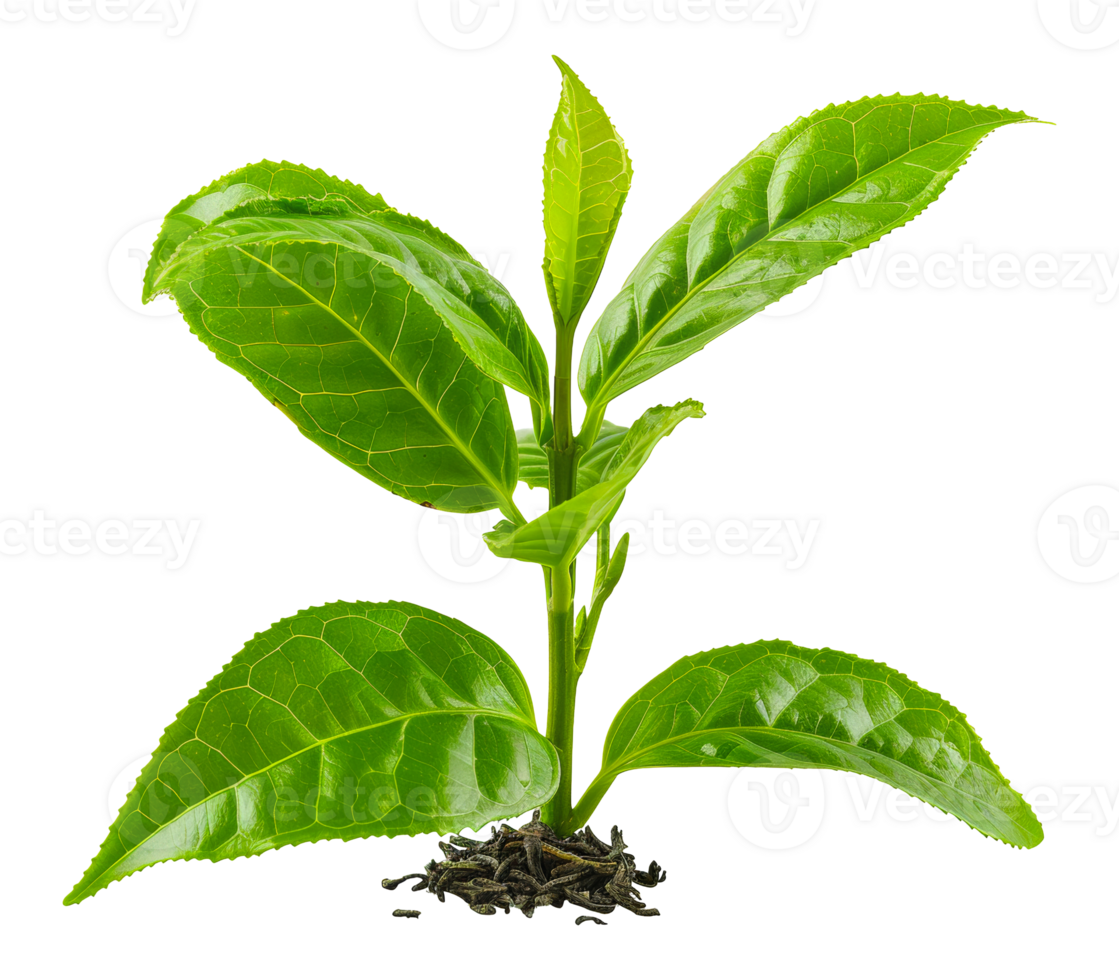 Fresh tea leaves, cut out - stock .. png