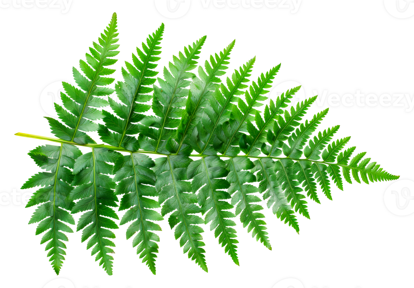 Large green fern leaf, cut out - stock .. png